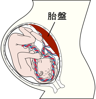臍帯で繋がる胎盤と赤ちゃん