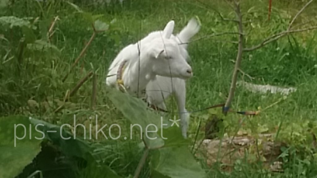 やぎ